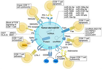 Extracellular vesicle-mediated communication between CD8+ cytotoxic T cells and tumor cells